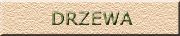 drzewa
