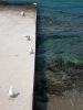 45.Chalkidiki_2011_O