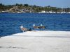 50.1.Chalkidiki_2011_O