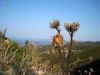 50.3.Chalkidiki_2011_O