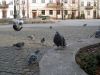 51.Plock_2011_O