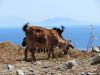 O_33._Kos_2012