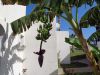 O_36._Kos_2012