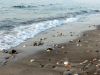 O_39._Kos_2012